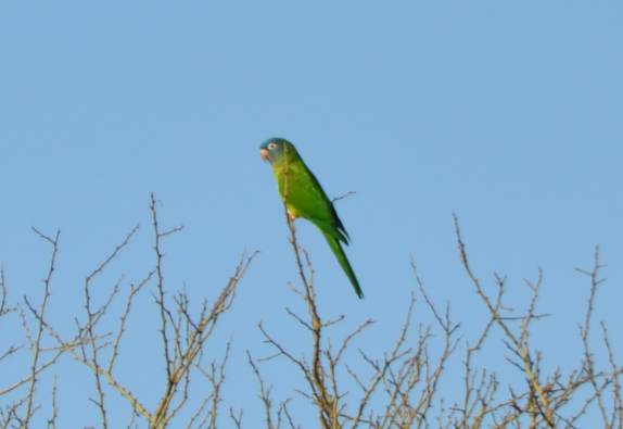Se vêem pássaros à todo momento no Chaco paraguaio